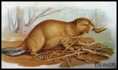4 Beaver